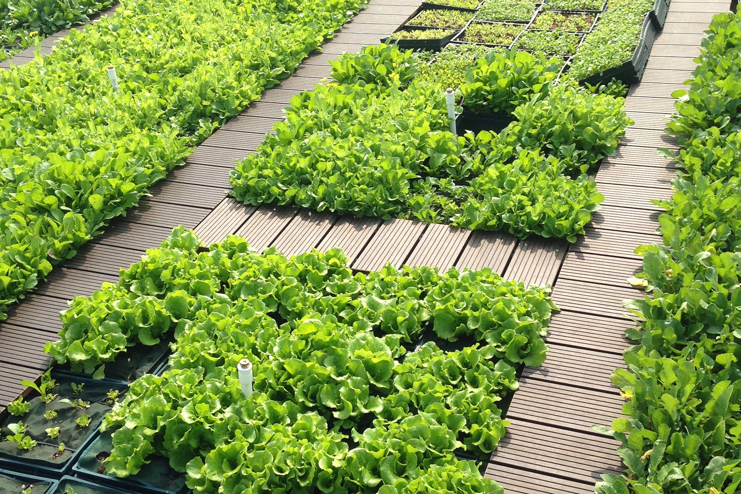 Roof Garden of Vanke Headquarters  exterior 
